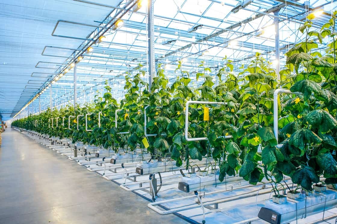 Smart greenhouses for a sustainable future