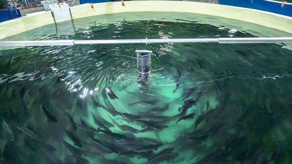 Shrimp and Fish Farms