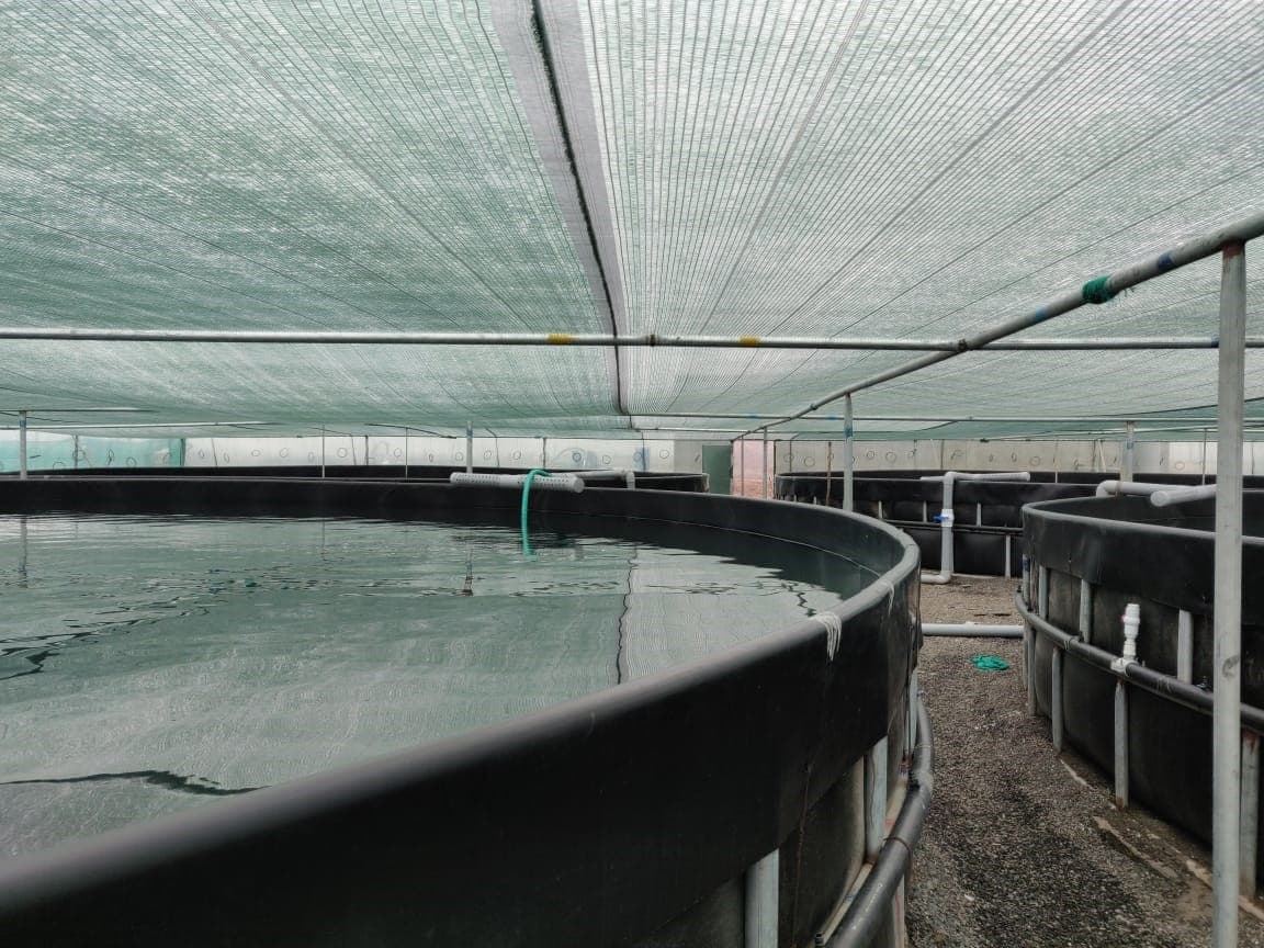 Cage Farming 