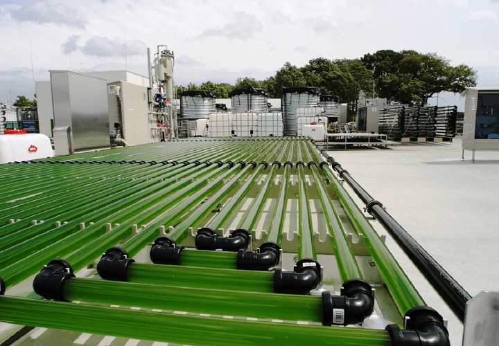 Algae Farms